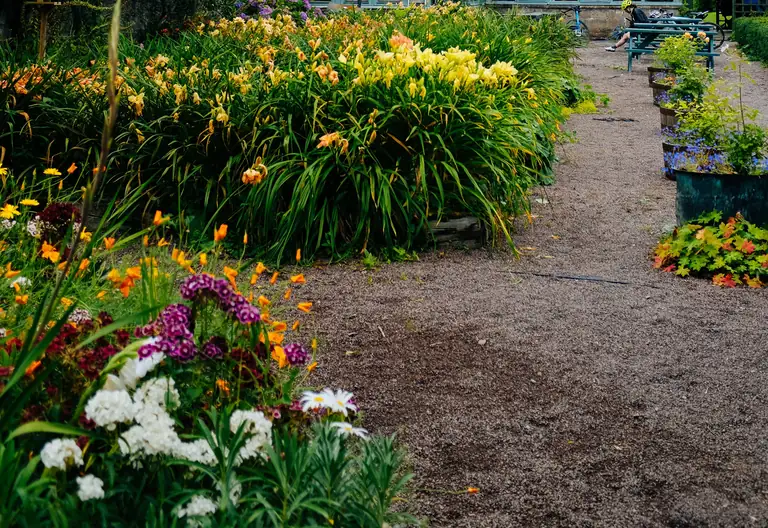 Une allée de gravier longe un massif dense de fleurs jaunes, orange, blanches et violettes.