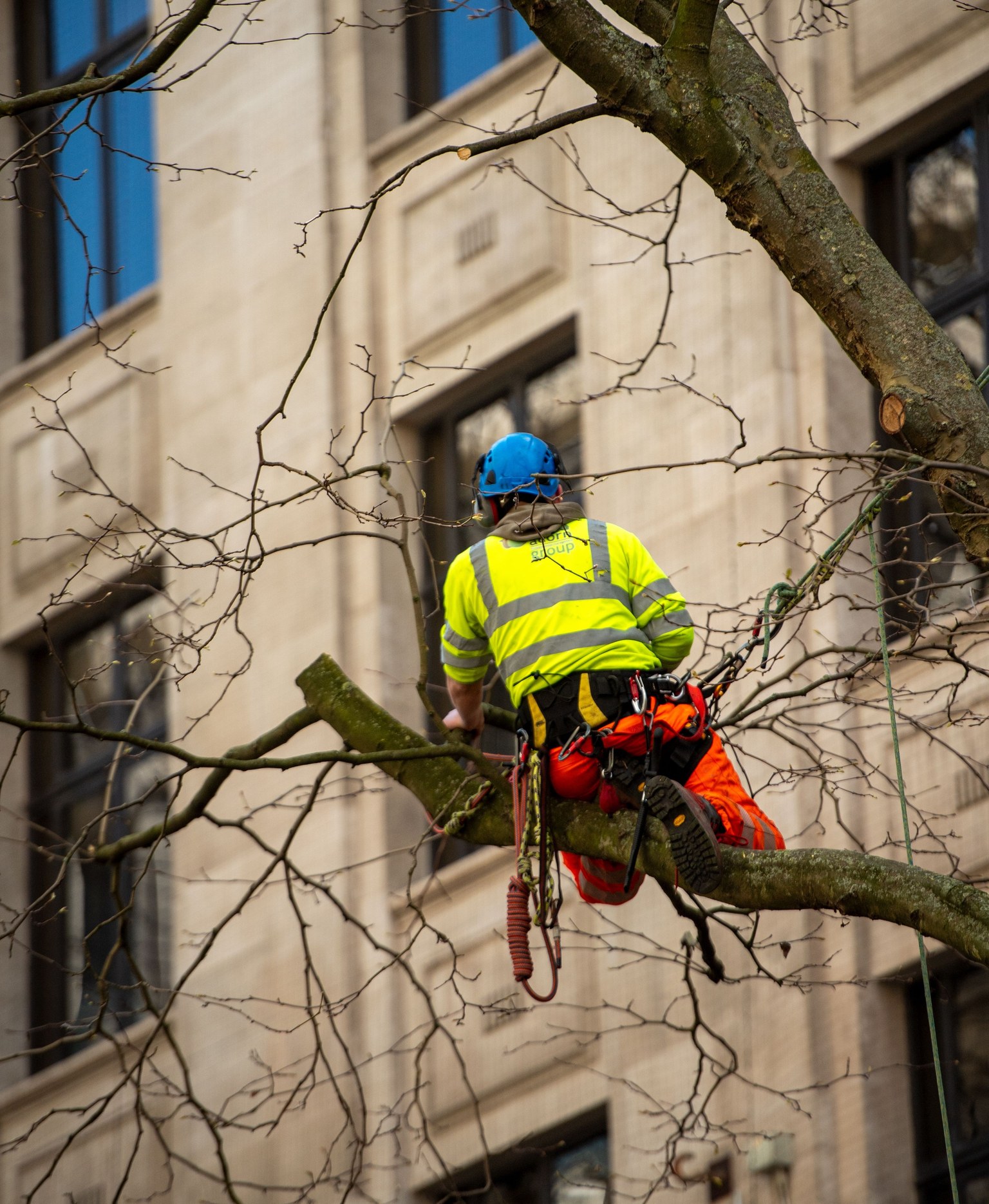 Un arboriste casqué, en tenue haute visibilité et équipé de cordes et d’un harnais, travaille dans un arbre en milieu urbain.