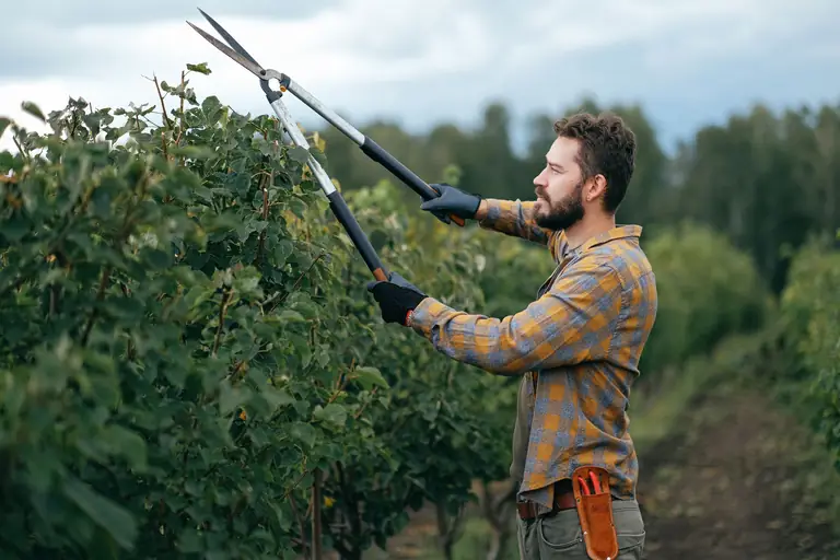 Un jardinier ganté taille les rameaux d’un arbuste avec une grande cisaille à deux manches.